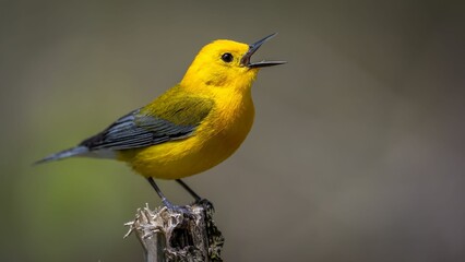 Closeup of a Prothonotary Warbler (Protonotaria citrea) bird during the spring migration