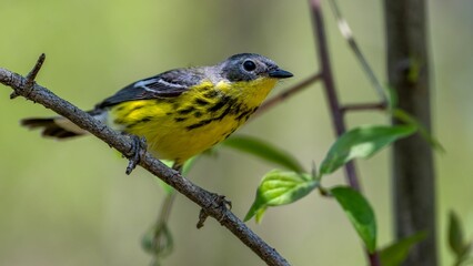 Closeup of a Magnolia Warbler on a tree branch during spring migration at Magee Marsh Wildlife  area