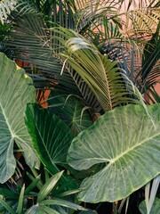 Closeup of New Guinea Shield green leaves