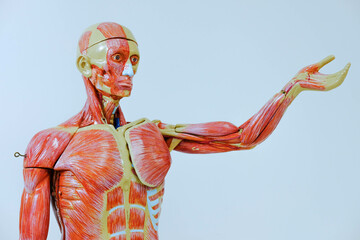 Human anatomy and physiology model in the laboratory for education.