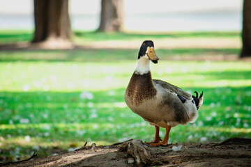 Patos en el parque