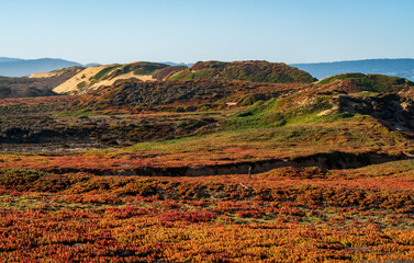 Obraz premium Red, Orange and Green Plant Life at Fort Ord