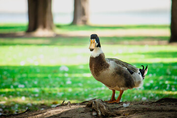 Patos en el parque