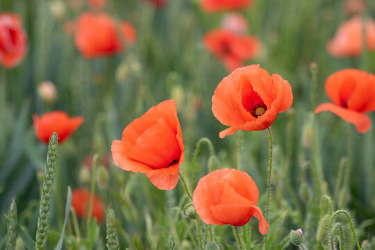 Mohn