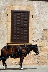 Caballo junto a la Catedral de Palma de Mallorca