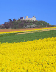 Rapsfeld am Otzberg