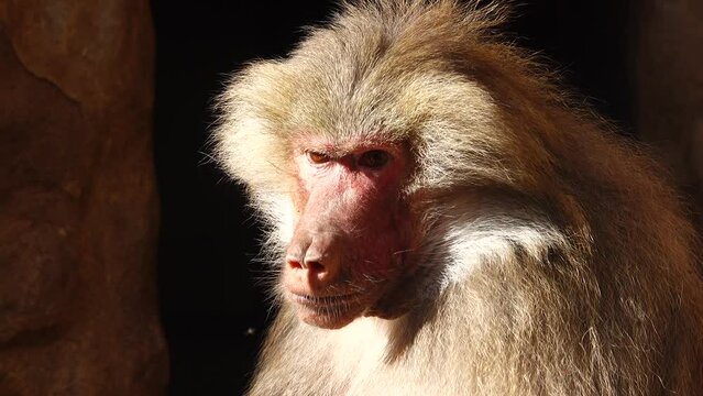 hamadryas baboon (papio hamadryas) portrait of a male