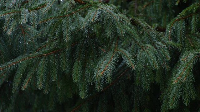 Pine tree in the rain video footage, rain drops