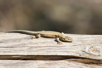lézard sur sa souche