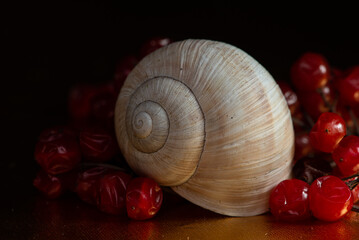 nature, garden, plant, background, natural, green, summer, food, macro, beautiful, animal, leaf, white, snail, 