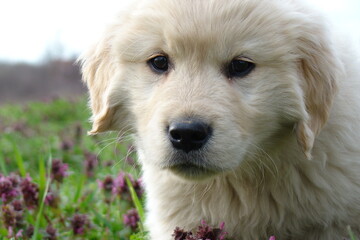 Golden retriever rocks in the spring grass, sweet