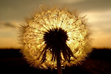 dandelion on sunset