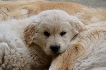 golden retriever puppy