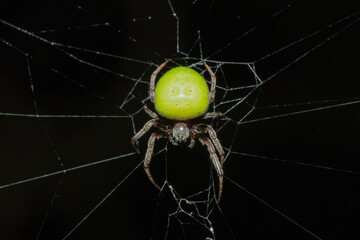 Green pea spider (Araneus apricus)