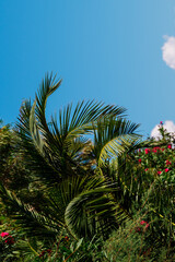 Fototapeta na wymiar Palms Tops Against Background Of Others Trees and Blue Sky In Moraitika, Corfu, Greece. 