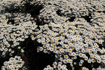 Flowers all over the world