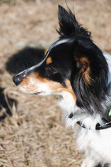 Cane border collie visto dall'alto