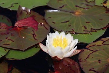 Flowers all over the world