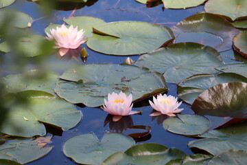 Flowers all over the world