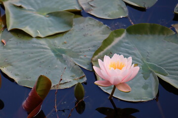 Flowers all over the world