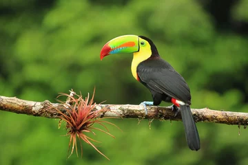 Zelfklevend Fotobehang Close up of colorful keel-billed toucan bird © gydyt0jas