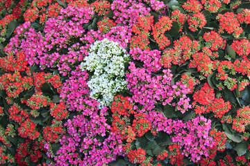 floral exhibition in nantes (france)