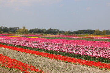 Tulpen blühen farbenfroh auf einem Tulpenfeld in Holland