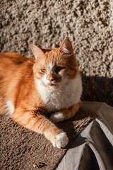Vertical shot of a sleepy ginger tabby cat lying outside under the sunlight