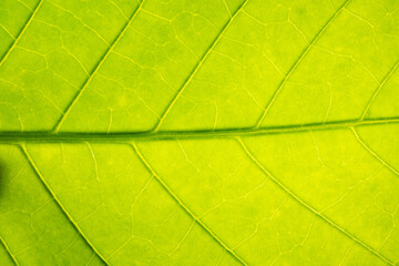 Fototapeta na wymiar Background macro pattern of green leaves