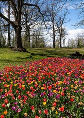 Beautiful colorful blooming tulips field in the background of trees