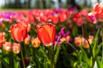 Colorful blooming tulip field in closeup