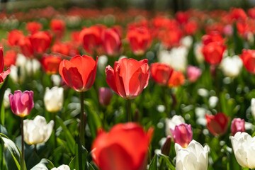 Fototapeta premium Colorful blooming tulip field in closeup