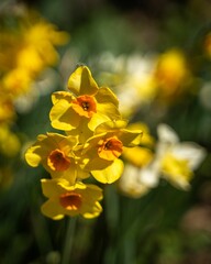 Beautiful yellow daffodil (narcissus) in closeup
