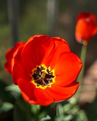 Obraz premium Beautiful red blooming tulip in closeup with a blurry background