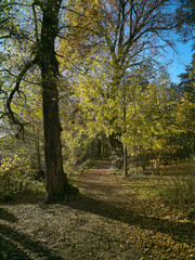 forest walkway in autumn with yellow foliage