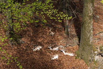 Baby deer at Villa Pallavicino park, Stresa, Piedmont, Italy