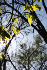 Light Filtering Through Young Leaves