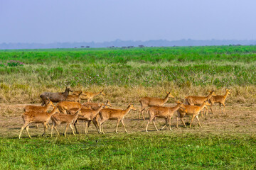 Mass movements of  Hog deer's in the forest of Kaziranga