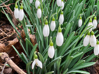 Snowdrops in early March in the forest.