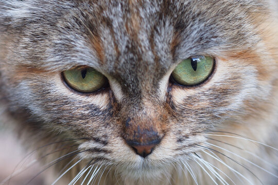 Gli occhi del gatto 2