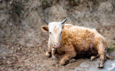 Yark in the mountains of Northeast region