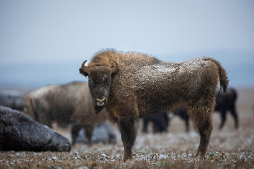 European bison - Bison bonasus in Knyszyn Forest