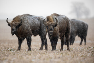 European bison - Bison bonasus in Knyszyn Forest