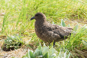 Southern Skua (Stercorarius antarcticus)