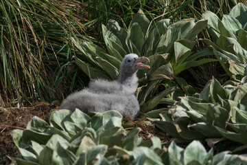Petrell chick on the ground