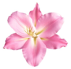 Pink lily flower on transparent background