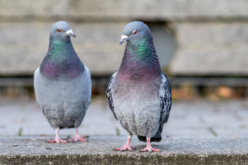 zabawne gołębie dwa stoją i rozmawiają ze sobą