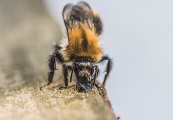 pszczoła pije wodę podczas upału