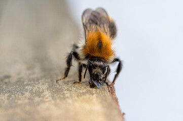 pszczoła pije wodę podczas upału - obrazy, fototapety, plakaty