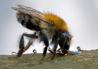 pszczoła pije wodę podczas upału - obrazy, fototapety, plakaty